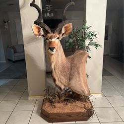 Kudu taxidermy mount