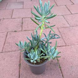Beautiful Blue Chalk Stick Succulents Plants Flowers In Pot Home Patio Yard Garden Lawn 