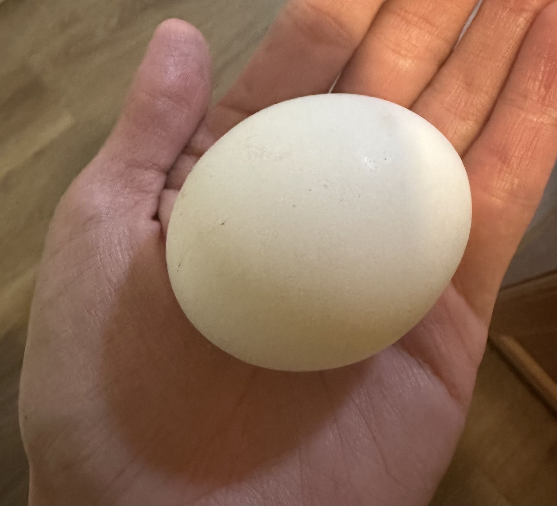 Egg Layers Price Varies