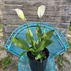 Pretty Flowering 💐 Plant 🪴 Well Established/ 1 Gallon 
