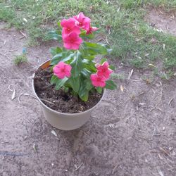 Vinca  Plant$7