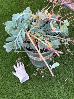 cuttings of Kalanchoe fedtschenkoi (Lavender Scallops)