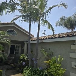 King Palm Trees