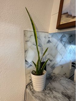Plant