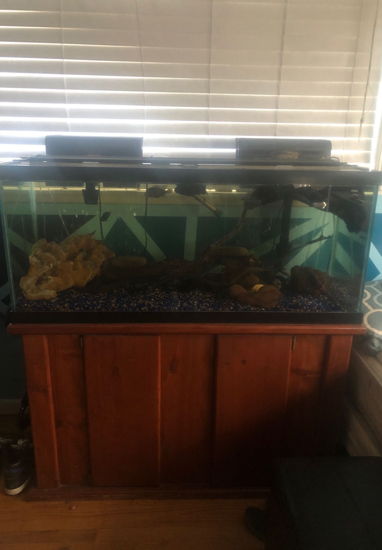 Selling my 80 gallon fish tank with everything with it