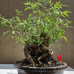 Old Grevillea Robusta Silky Oak Bonsai Tree for Sale in Midway City, CA -  OfferUp