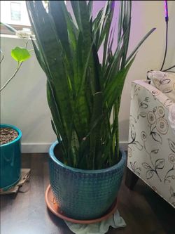 Sansevieria: Healthy Snake Plant in Ceramic Planter