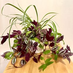 Plant Trio in Ceramic Planter. Sammamish, Beaver Lake