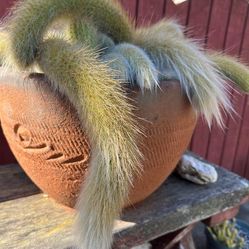 Live Monkey Tail Cactus - Beautiful Hanging Cactus in 6 Inch Pot - Hildewintera Colademononis Trailing Fuzzy Cactus - Flowering Cactus
