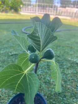 Adriatic fig plant tree for sale