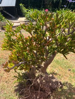 Jade - tubular variety