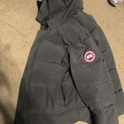 gray canada goose 