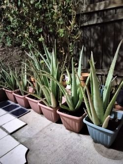 Aloe vera plants (medium & large size)