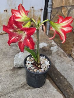 Nice Plant