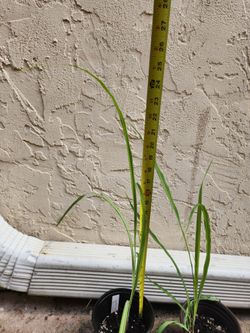 Lemongrass Plant, Live