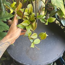 Hoya Sunrise Plant