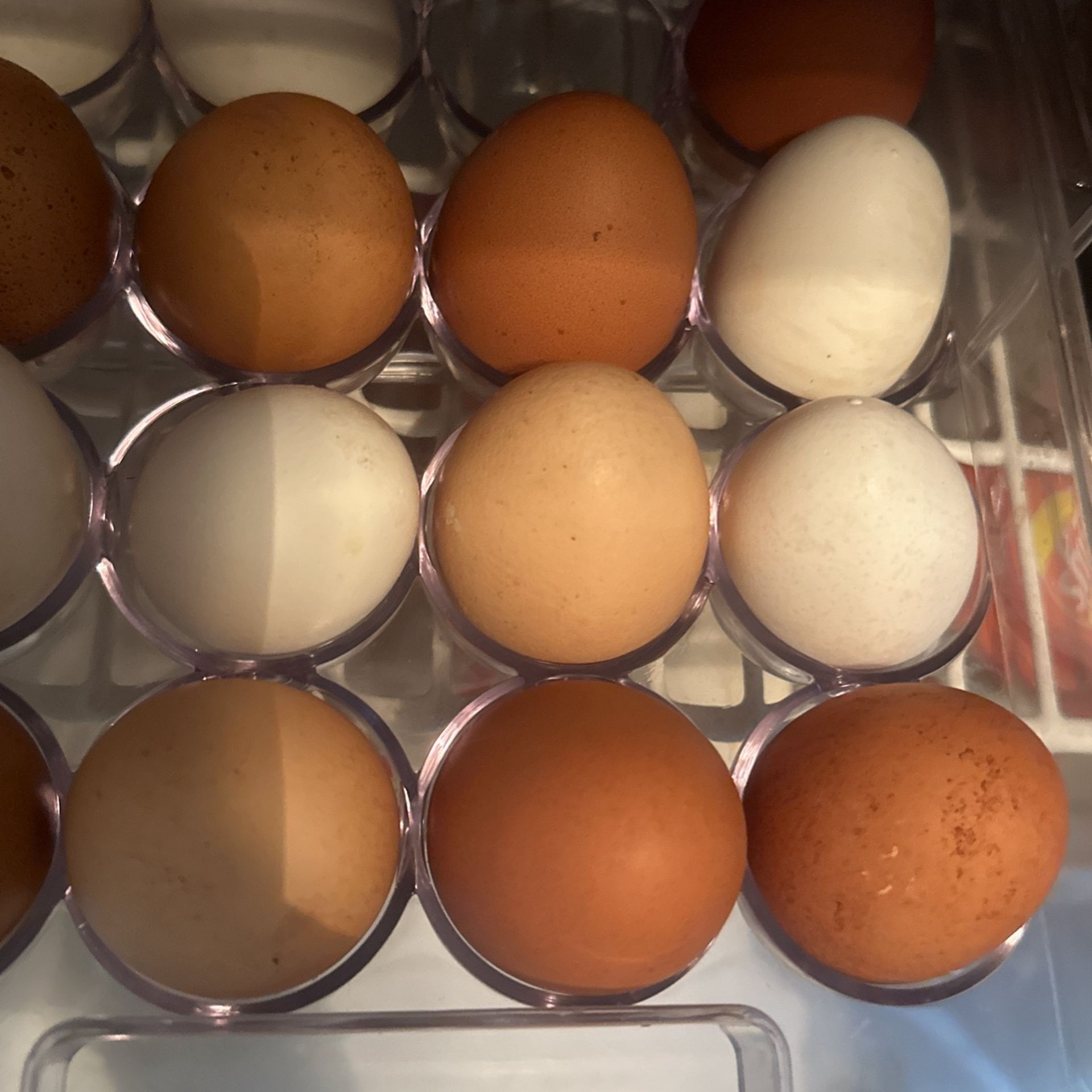 Fresh eggs - Only 50 Cents a piece!