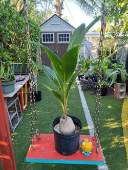 $10 plant coconut 🥥 natural