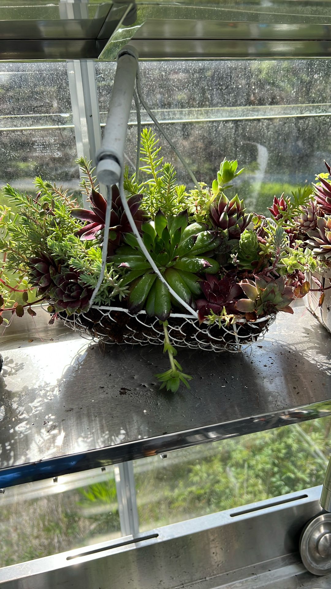 Live Plants Succulents Basket .
