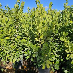 huge 7 feet tall clusias Instant privacy Hedge for fence