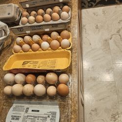 Free Range Eggs