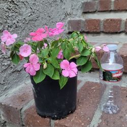 Impatiens Flower Plant In Plastic Nursery Pot