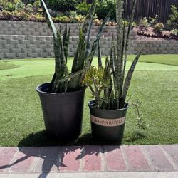 Two Snake plants And Succulents . Both For $24