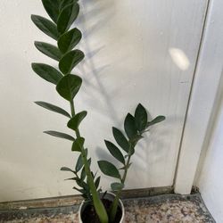 ZZ Plant “6 Inch Pot” 
