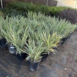 Dianella 5 Gallons Plants 