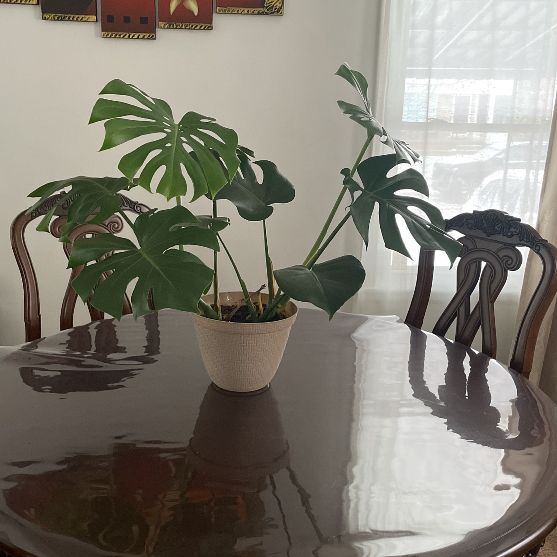 Healthy Monestra Plant For Sale $30