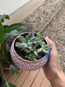 Several Baby Succulents In Metal Planter With Drainage