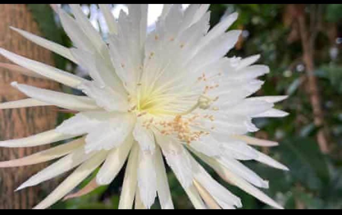 (3)Cuttings - Homegrown Epiphyllum Oxypetalum Orchid Cactus Queen Of The Night Cactus Plant Succulent Houseplant