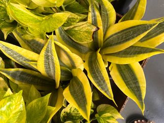 Small Variegated Snake Plant Live Indoor Plant