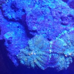 Beautiful Green Rhodactises Green ,with Sorrounded Yellow Edges!!!