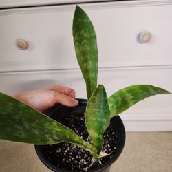Whale Tail Snake Plant Houseplant