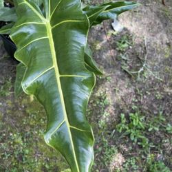 Alocasia Plant (pls Read Description Below)