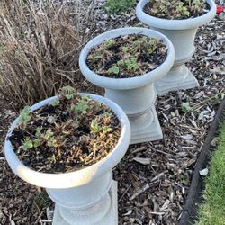 Strawberry Plants in Planters (Set of 3)