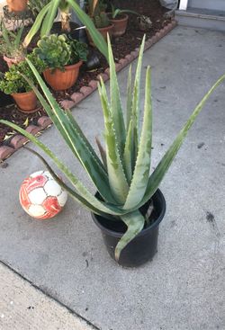 Aloe vera wide selection. Starting price $5.
