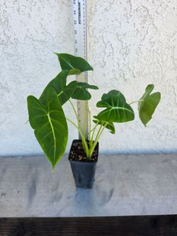 Alocasia Frydek Plant