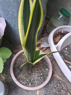 SNAKE PLANTS