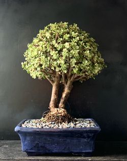 Bonsai Jade