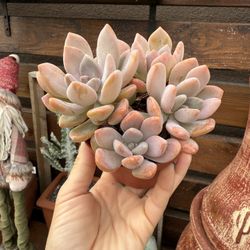 Echeveria Blush 