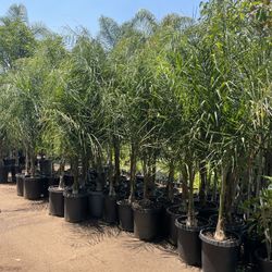 15 Gallon Size- Queen Palm Trees- Approximately 6-8 Feet Tall 
