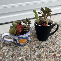 Two Succulent Plants Cups