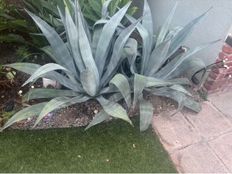 Free Blue Agave 3ft x 3ft