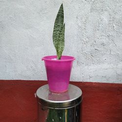 Mother In Laws Tongue Plant 