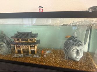 70 gallon fish tank