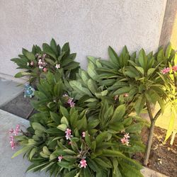 plants