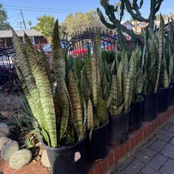 Snake Plants In A 5 Gallons Pot
