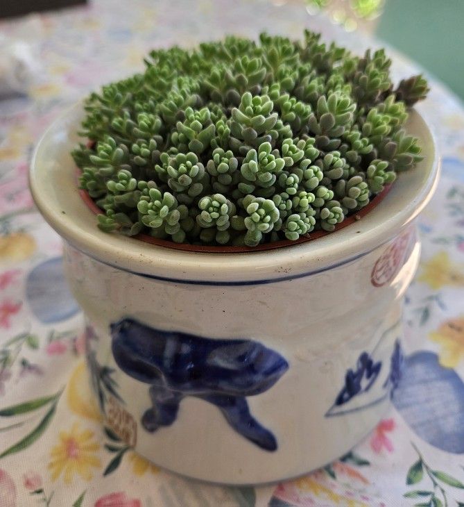 Succulents In Pots